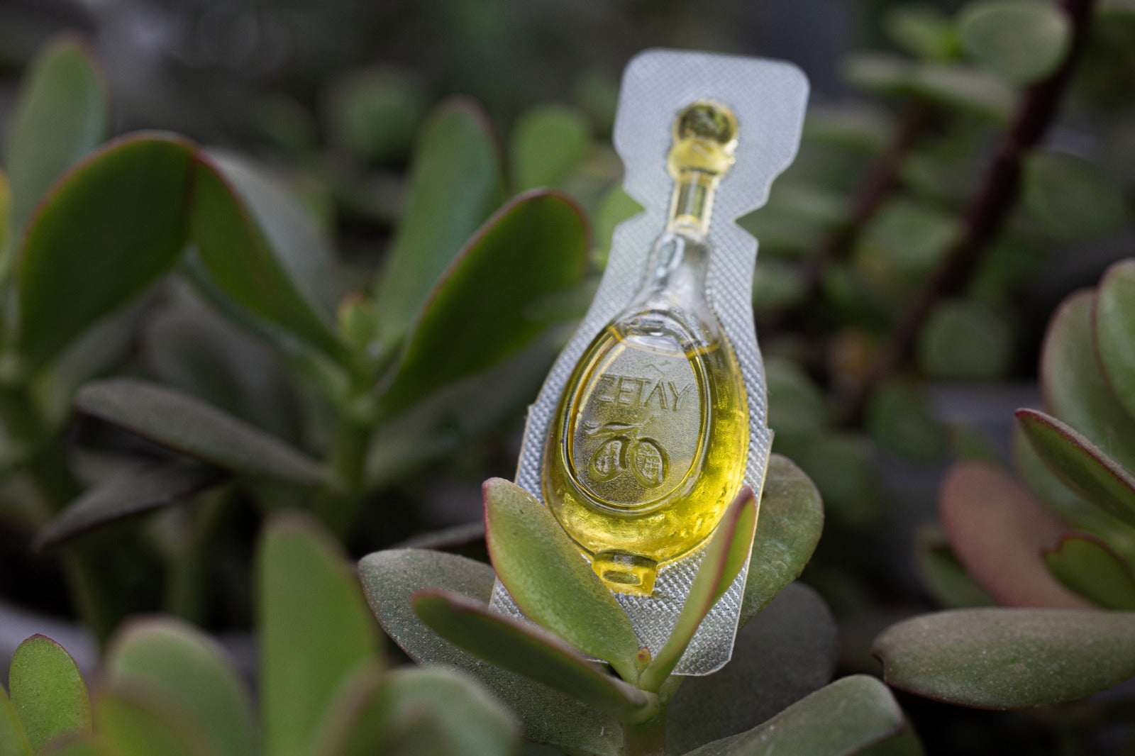 Zetay Premium 10ml single serve olive oil sachet on succulent plant